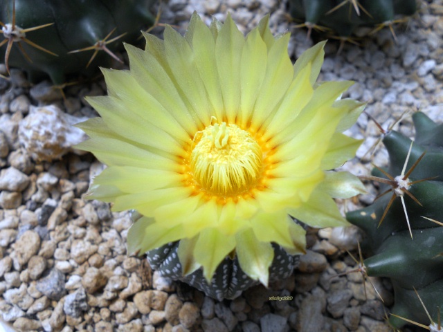 Astrophytum asterias cv. gelbe bluete 