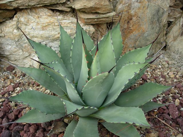 Agave parryi v. truncata 