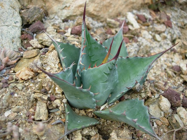 Agave parrasana 