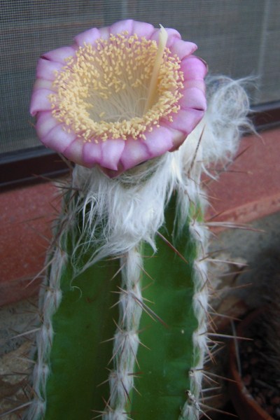 Pilosocereus palmeri 