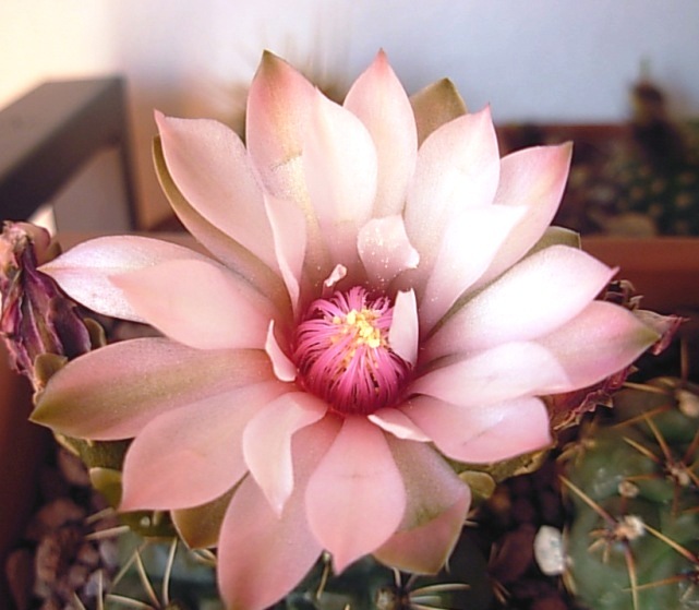 Gymnocalycium baldianum 