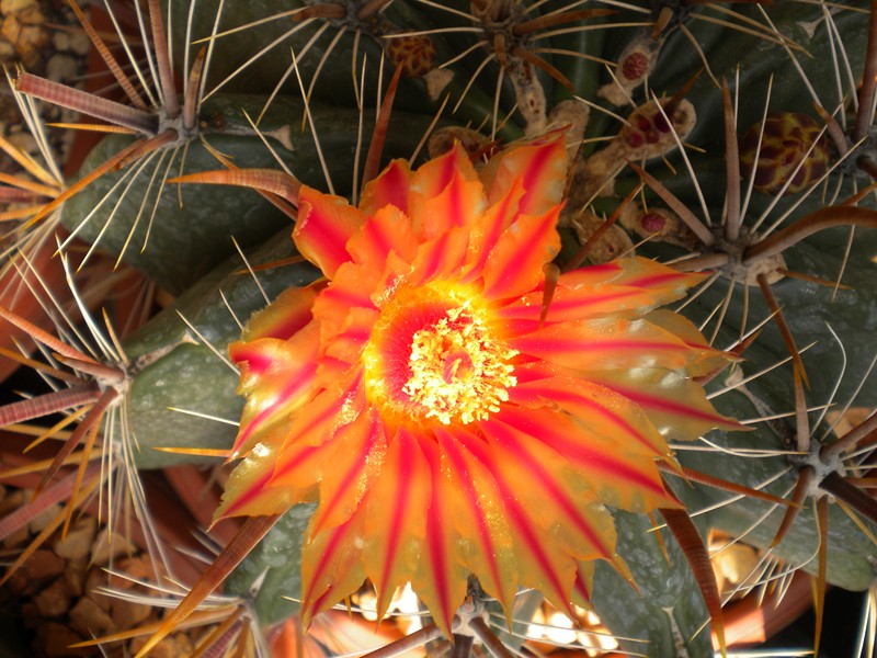 Ferocactus gracilis ssp. gatesii 