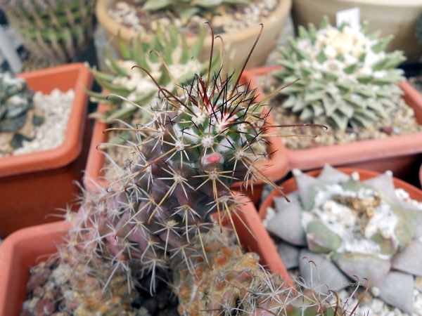 Mammillaria poselgeri 