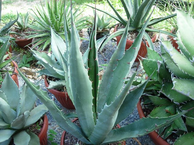 agave murphyae