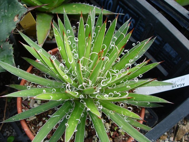 Agave leopoldii 