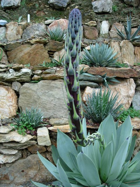 Agave celsii v. albicans 