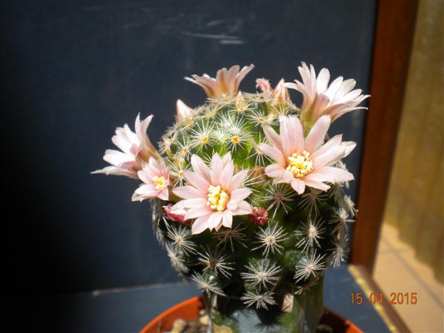 Mammillaria schiedeana ssp. giselae 