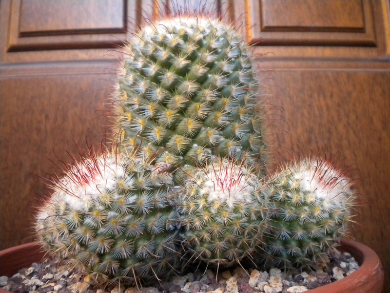 Cactofili - Forum di cactus e succulente :: Leggi ...