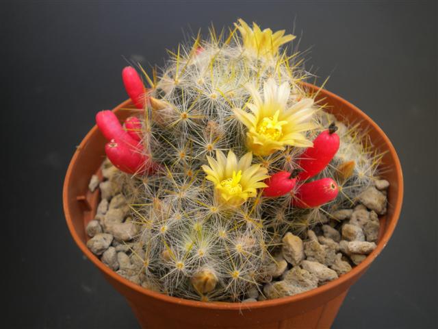 Mammillaria prolifera ssp. texana 