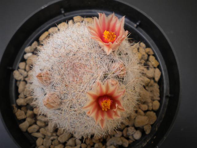 Mammillaria candida 