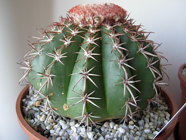 Melocactus zehntneri 