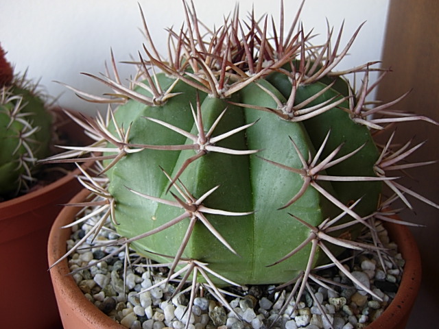 Melocactus disciformis 