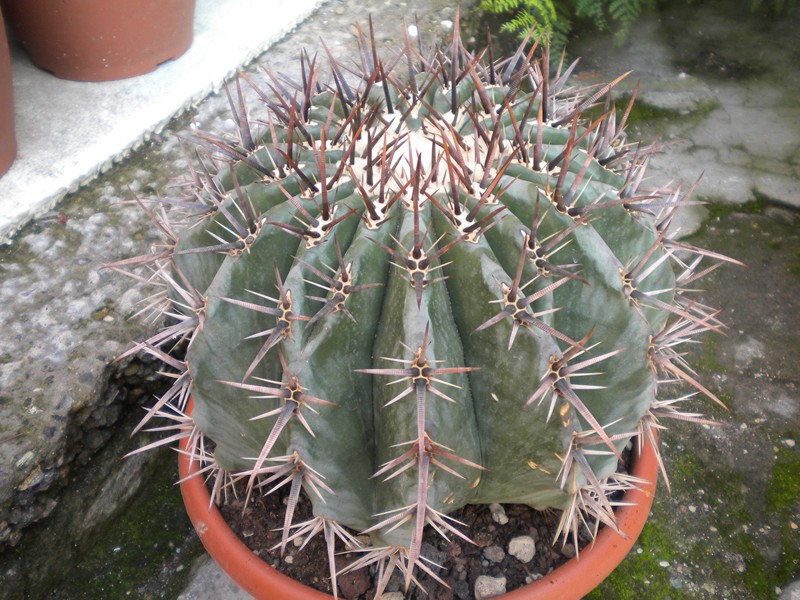 Echinocactus platyacanthus f. grandis 
