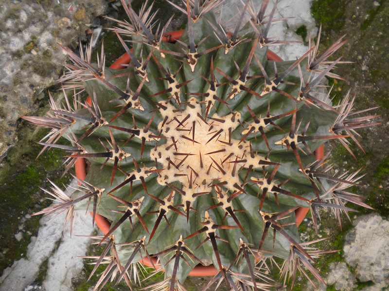 Echinocactus platyacanthus f. grandis 