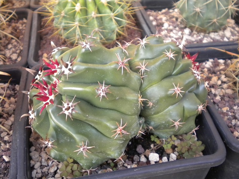 Ferocactus wislizeni ssp. herrerae v. brevispinus 