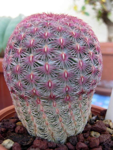 Echinocereus rigidissimus ssp. rubispinus 