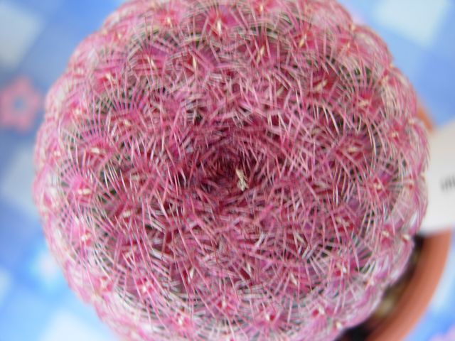 Echinocereus rigidissimus ssp. rubispinus 