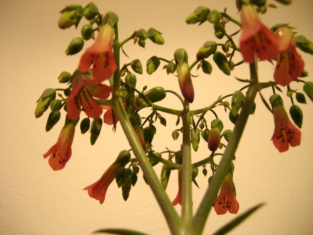 Kalanchoe daigremontiana 