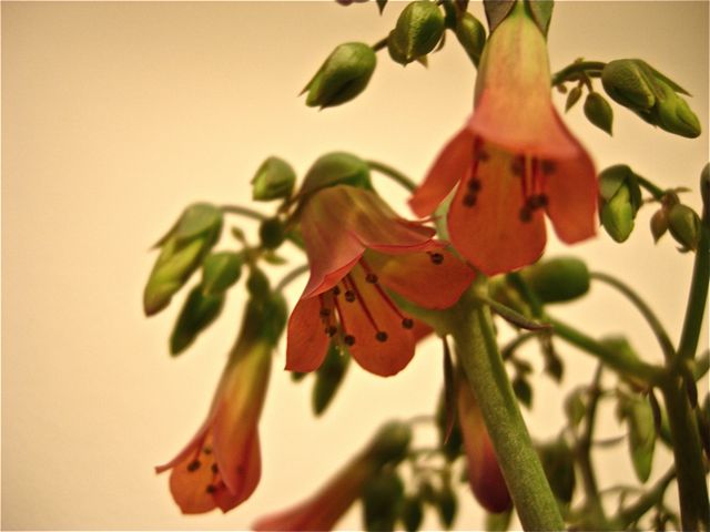 Kalanchoe daigremontiana 