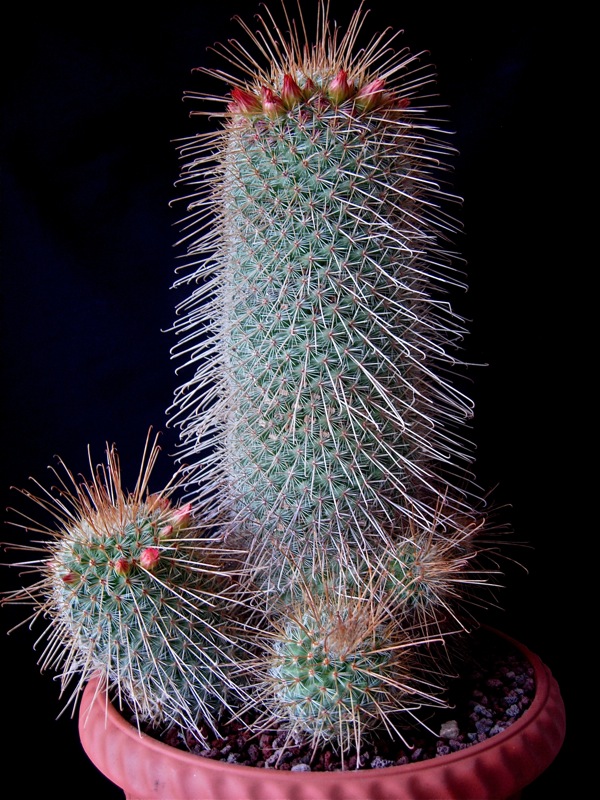 Mammillaria magnifica 