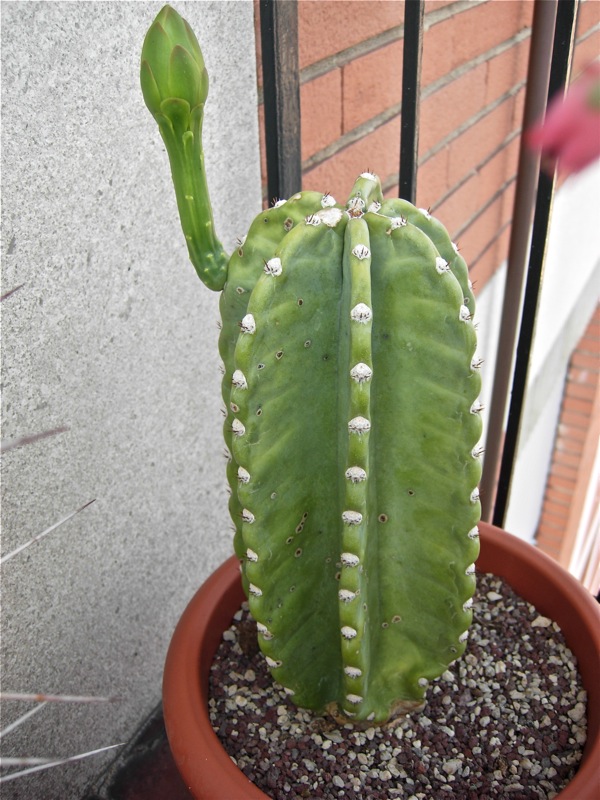 Cereus peruvianus 