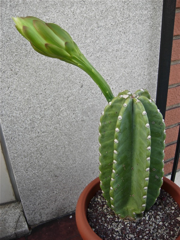 Cereus peruvianus 