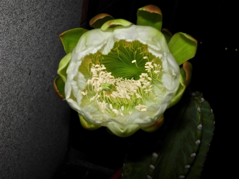 Cereus peruvianus 