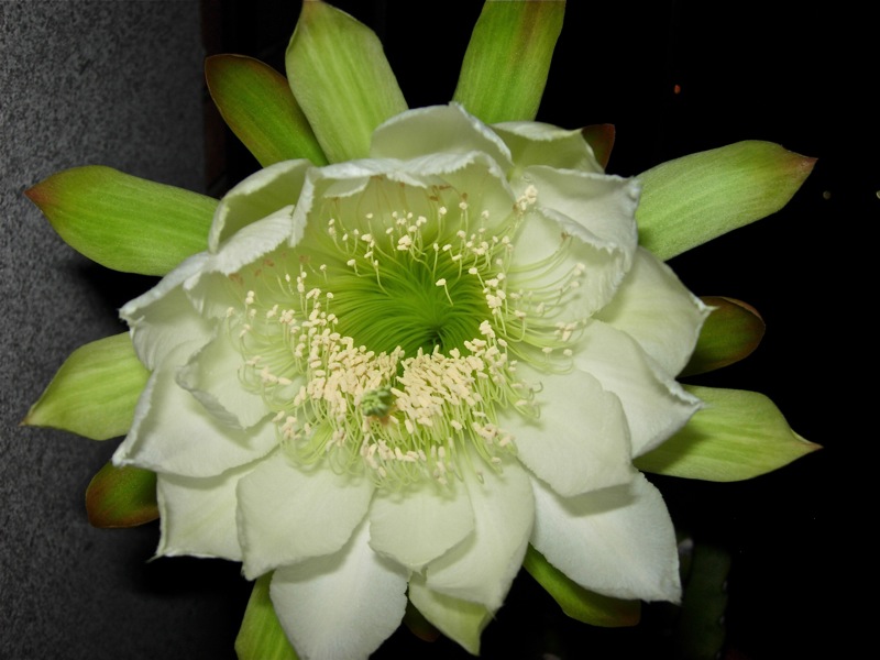 Cereus peruvianus 