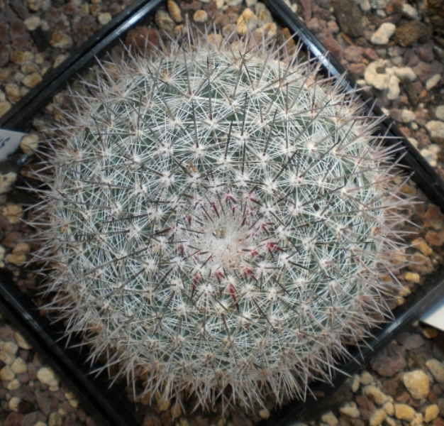 Mammillaria sinforosensis ssp. marionae PN 428