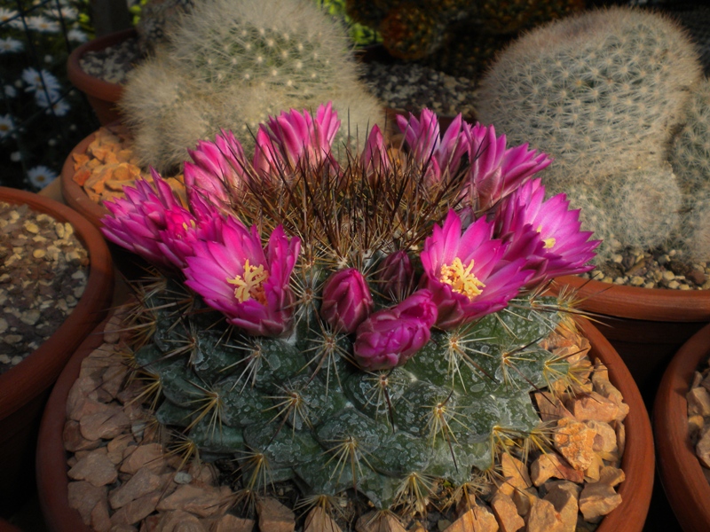 Mammillaria tesopacensis 