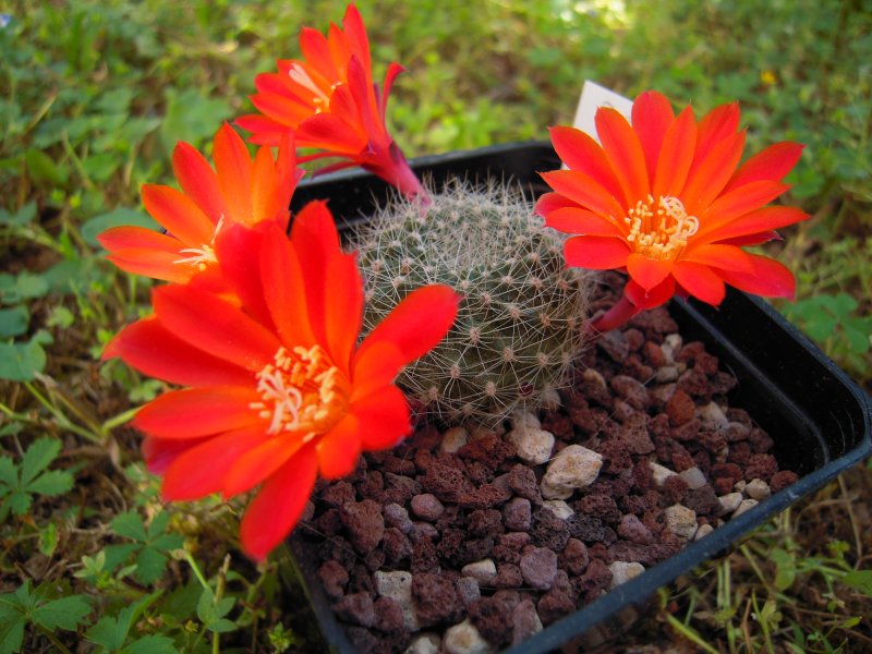 Rebutia grandiflora 