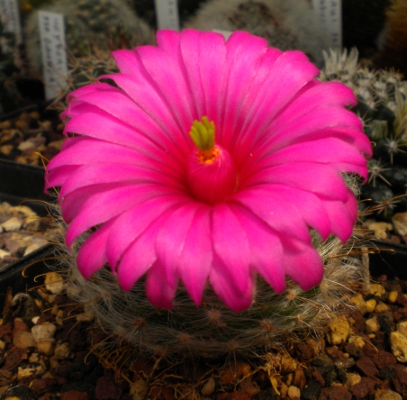 Mammillaria guelzowiana v. robustior PN 280