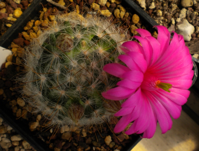 Mammillaria guelzowiana v. robustior PN 280