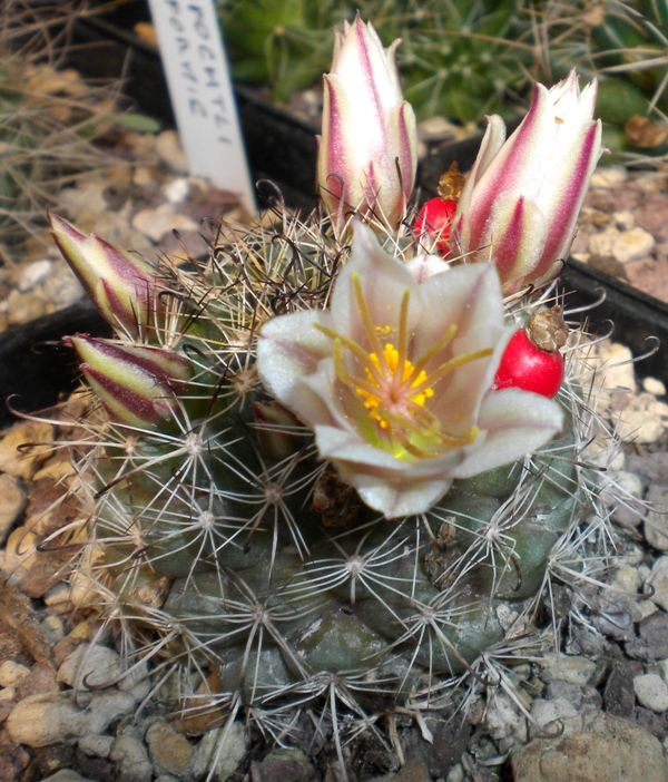 Mammillaria hutchisoniana ssp. louisae 