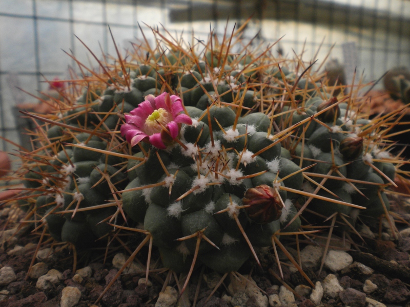 Mammillaria centricirrha 