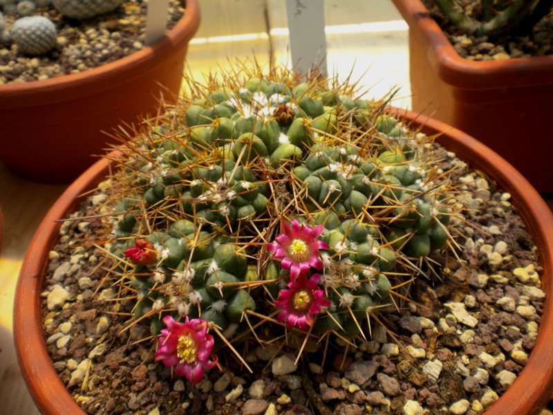 Mammillaria centricirrha 