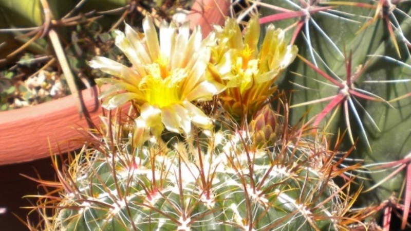 Ferocactus viridescens ssp. littoralis LAU 1253