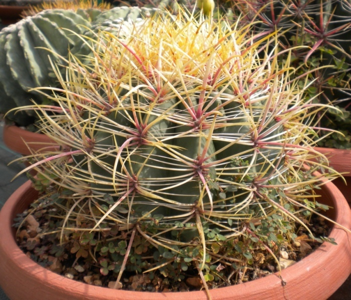 Ferocactus cylindraceus v. rostii 