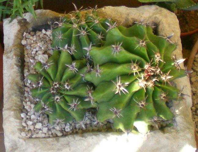 Ferocactus wislizeni ssp. herrerae v. brevispinus 