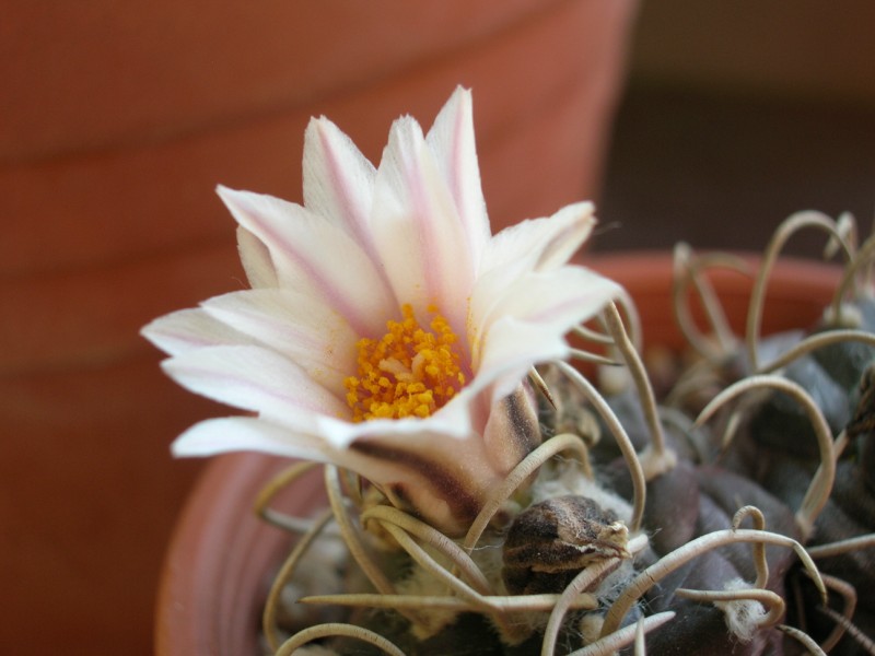 Turbinicarpus macrochele ssp. frailensis 