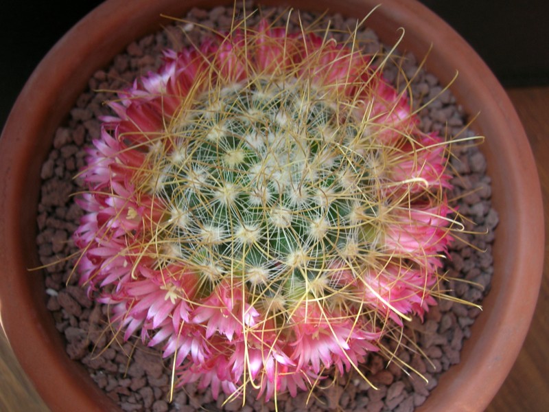 Mammillaria rekoi ssp. leptacantha 