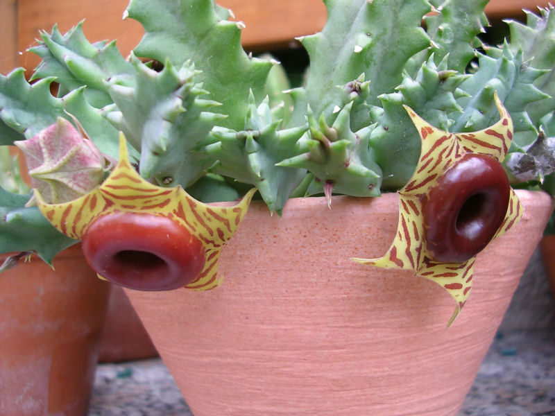 Huernia zebrina 