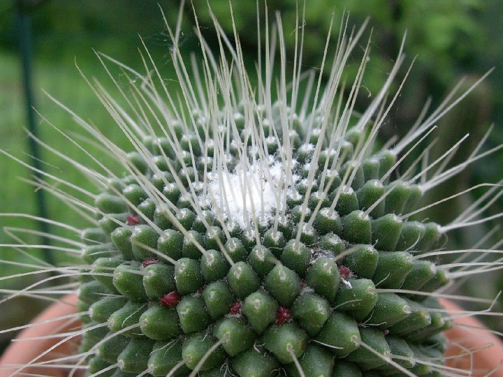 Mammillaria spinosissima cv. un pico 