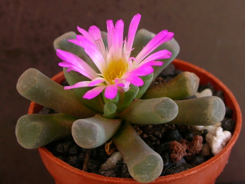 Frithia pulchra 