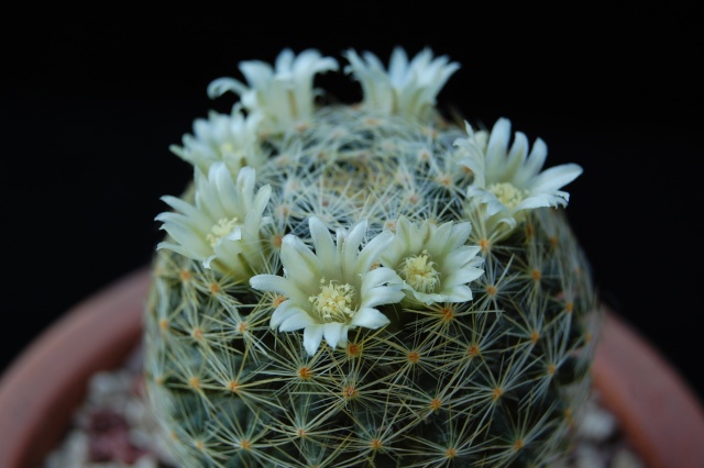 Mammillaria schiedeana ssp. dumetorum 