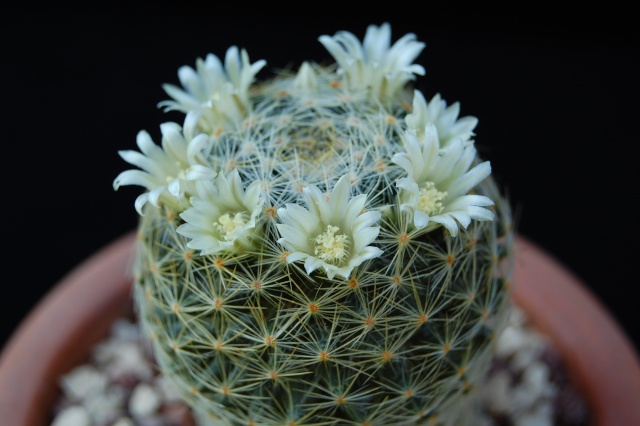 Mammillaria schiedeana ssp. dumetorum 