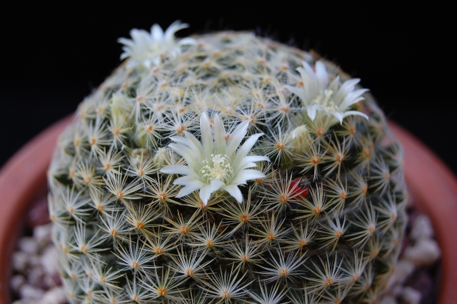 Mammillaria schiedeana ssp. dumetorum 