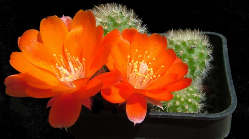 Rebutia vallegrandensis L351