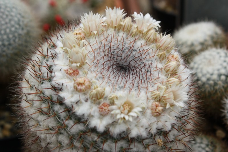 Mammillaria dyckiana 