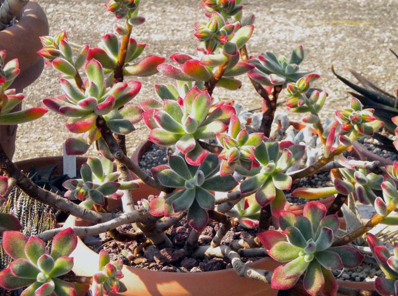 Echeveria pulvinata 